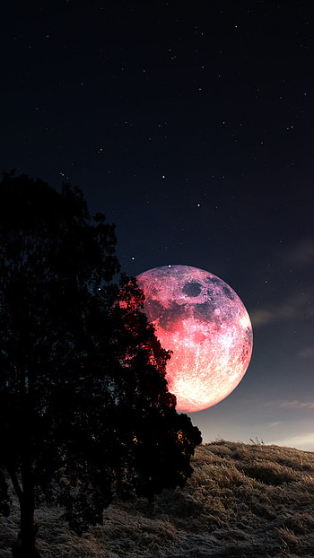 Red Moon Behind tree, SPACE, REET, Stars, REDMOON HD phone wallpaper