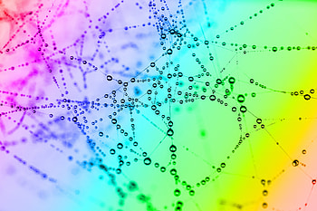 Cobweb, structure, drops, color HD wallpaper