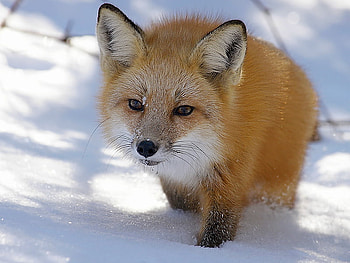 fox, winter, closeup, snow, wild HD wallpaper