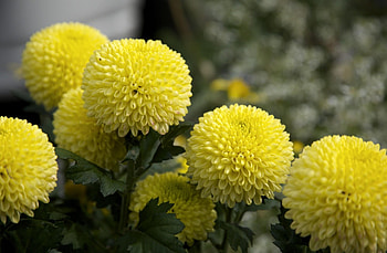 Flowers, Close-Up, Dahlias HD wallpaper