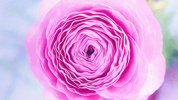 Flowers Bloom, petals, nature, flowers, bloom, macro HD wallpaper