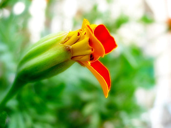 Flower, Macro, Bud HD wallpaper