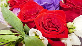 Red Roses Flowers Petals Buds Green Leaves Flowers HD wallpaper