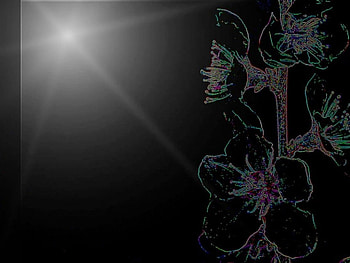 Flower, background, negative, dark HD wallpaper