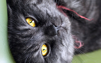 Cat, kitten, sweet, kitty, cats, cute, beautiful, paws, beauty, cat face, pretty, animals, face, lovely, hat HD wallpaper