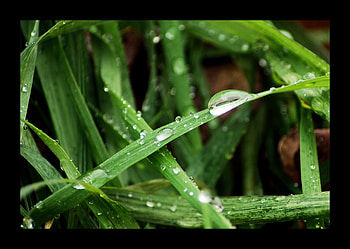 grass, nature, morning, green HD wallpaper