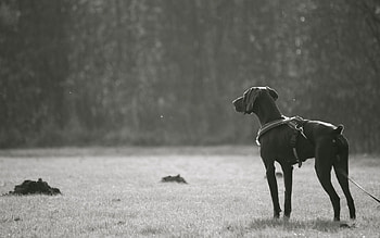 Animals, Dark, Dog, Stroll, Bw, Chb, Breed HD wallpaper