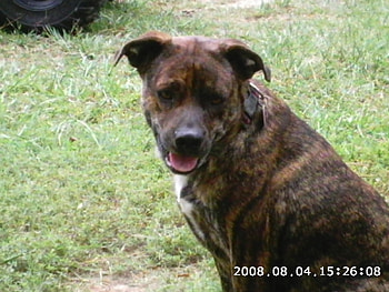 into space, dog, cute, brindle HD wallpaper