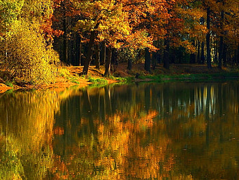 Reflection, fall, colors, autumn, nature, forest, lake, pond HD wallpaper