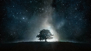 Abstract, Night, Shine, Light, Wood, Tree HD wallpaper