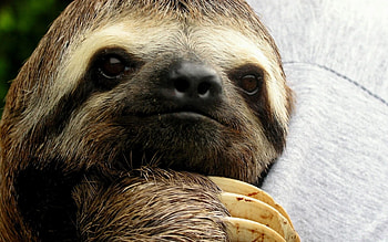 Sloth- HD wallpaper
