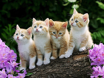 Animals, Cats HD wallpaper
