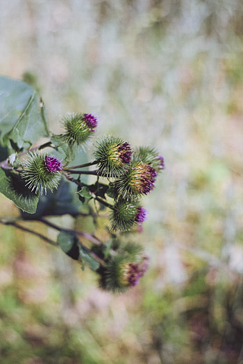 Flowers, Macro, Blur, Smooth, Prickles, Thorns, Burdock HD phone wallpaper