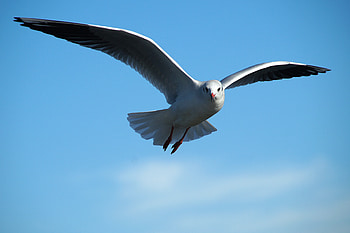 Animals, Sky, Bird, Flight, Seagull, Gull HD wallpaper