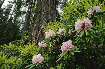 Flowering Bush, bush, pink flowers, forest HD wallpaper