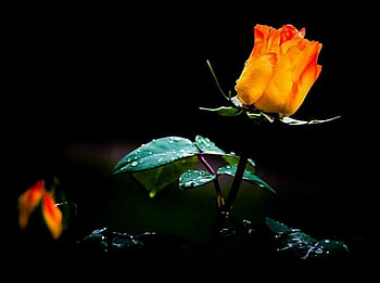 Rose, Leaves, Dark, Petals HD wallpaper