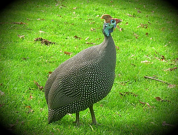 It's a proud bird, guinea fowl, bird, green grass HD wallpaper