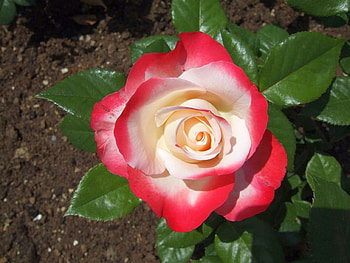 Beautiful Rose, rose, cool, beautiful HD wallpaper