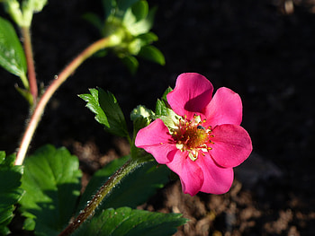 Strawberry, plant, pink, flower HD wallpaper