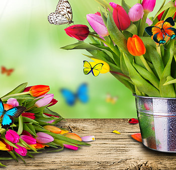 Spring Flowers, butterflies, colorful, flowers, tulips, spring HD wallpaper