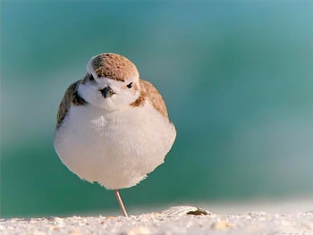 On one Leg, cool, bird HD wallpaper