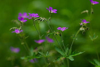 Flowers, Greens, Field, Small HD wallpaper