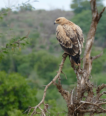 Animals, Bird, Predator, Eagle, Snag, Red Eagle HD phone wallpaper