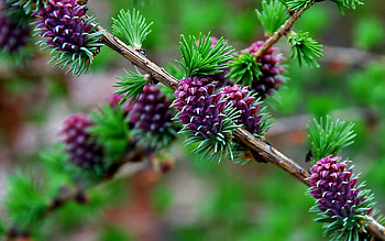 Plants, Trees, Cones HD wallpaper