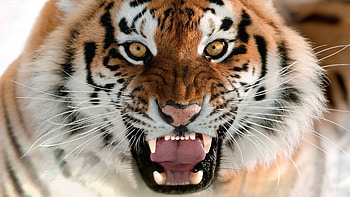 Roar, Tigers HD wallpaper