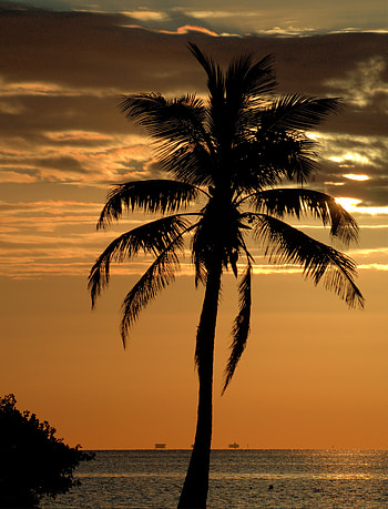 Nature, Sunset, Horizon, Wood, Tree, Palm HD phone wallpaper