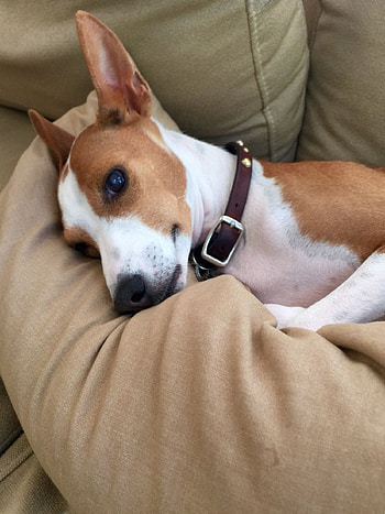 Basenji Dog, Rescue dog, BRAT organization, Dog lovers HD phone wallpaper