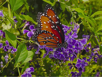 Butterfly, animal, purple, leaves, flowers HD wallpaper