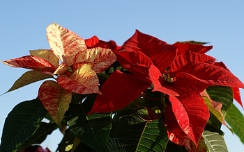 Euphorbia pulcherrima, Poinsettia wonders, Holiday favorite, Botanical delight HD wallpaper