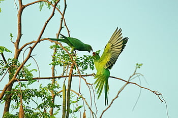 Two green parrots interacting on branches in a natural outdoor setting, vibrant and lively HD wallpaper
