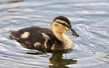 Animals, Water, Spotted, Spotty, Swim, To Swim, Duckling HD wallpaper