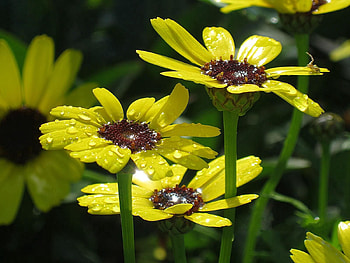 Flowers, Drops, Close-Up, Dew HD wallpaper