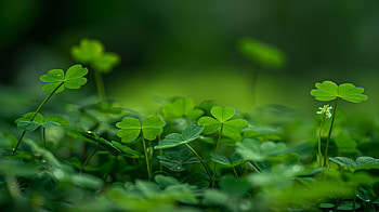 Spring Clover Bliss, spring, clover HD wallpaper