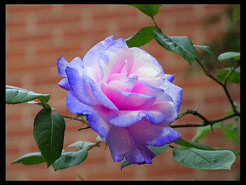 Rose, abstract HD wallpaper