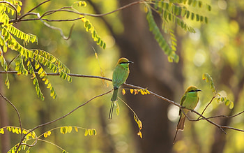 Asian Green Bee Eaters, leaves, birds, bee eaters, tree HD wallpaper