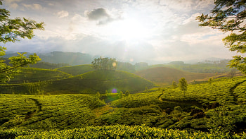 Landscape, Fields HD wallpaper