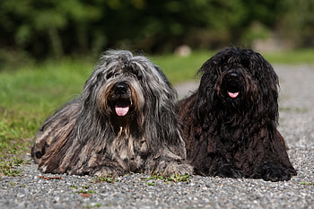 Bergamasco, IBSA, Animal HD wallpaper