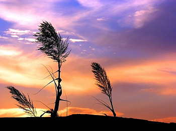 Grass Sky , landscape, nature, flowers HD wallpaper