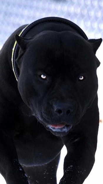 Pitbull Dog, Black Pitbull HD phone wallpaper