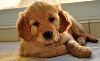 Dog, pay, dogs, cute, puppies, beauty, dog face, animals, adorable, sweet, beautiful, playful, playful dog, puppy, pretty, face, lovely, bubbles HD wallpaper