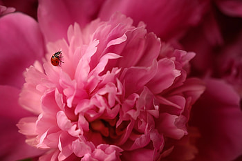 Ladybug on a pink peony, Ladybug, pink, a, on, peony HD wallpaper