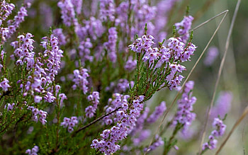 Heather, purple, Latvia, flowers, macro HD wallpaper