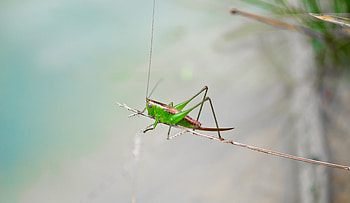 Macro, Close-Up, Insect, Grasshopper HD wallpaper