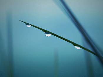 Grass, Drops, Macro, Fog, Dew HD wallpaper