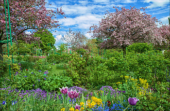 Landscape, Nature, Flowers, Trees, Bush, Garden, r HD wallpaper