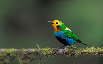 Cute little bird, Bird, Branch, Black eyes, Animal HD wallpaper